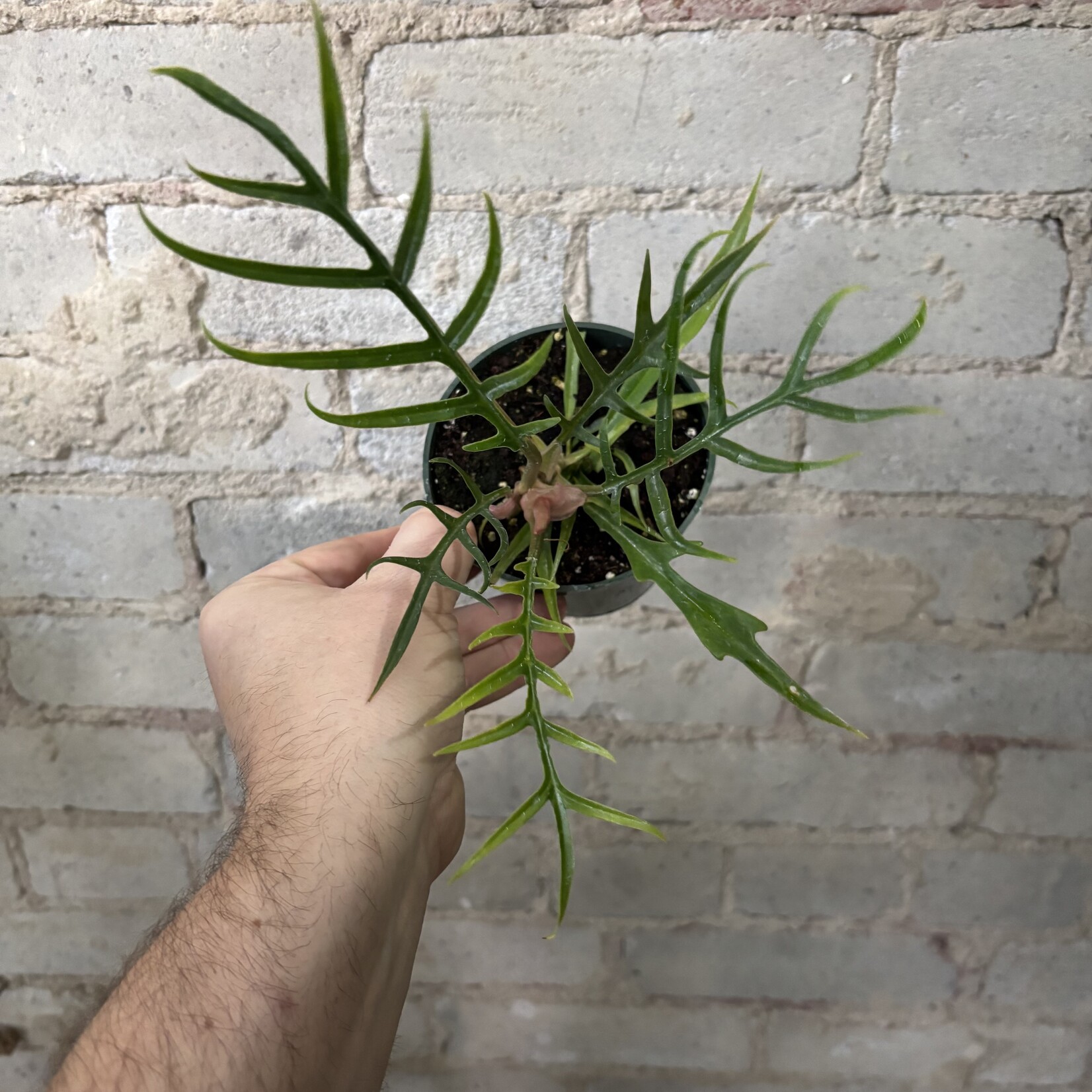 Philodendron Tortum 4"