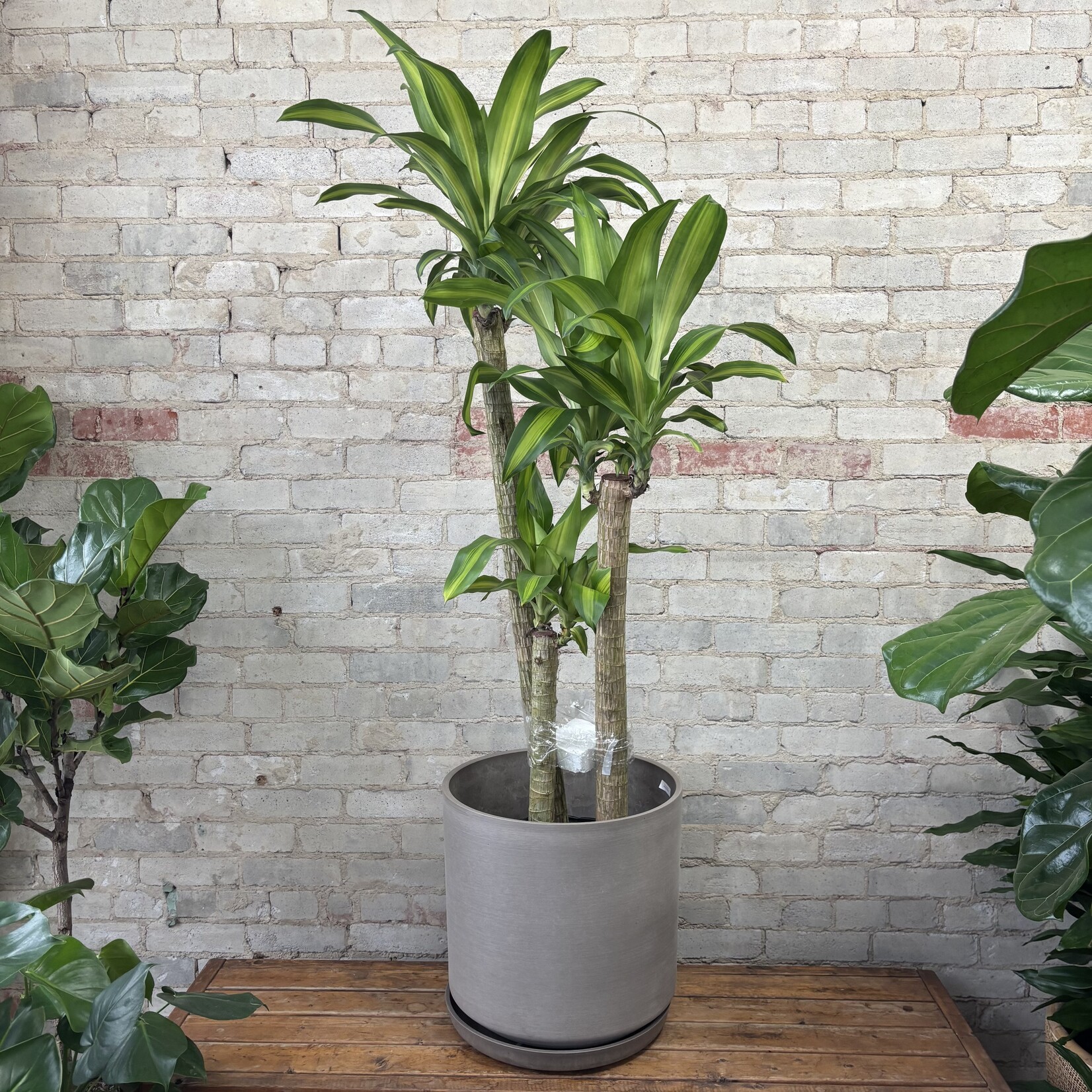 Dracaena Mass Cane / Fragrans 12"