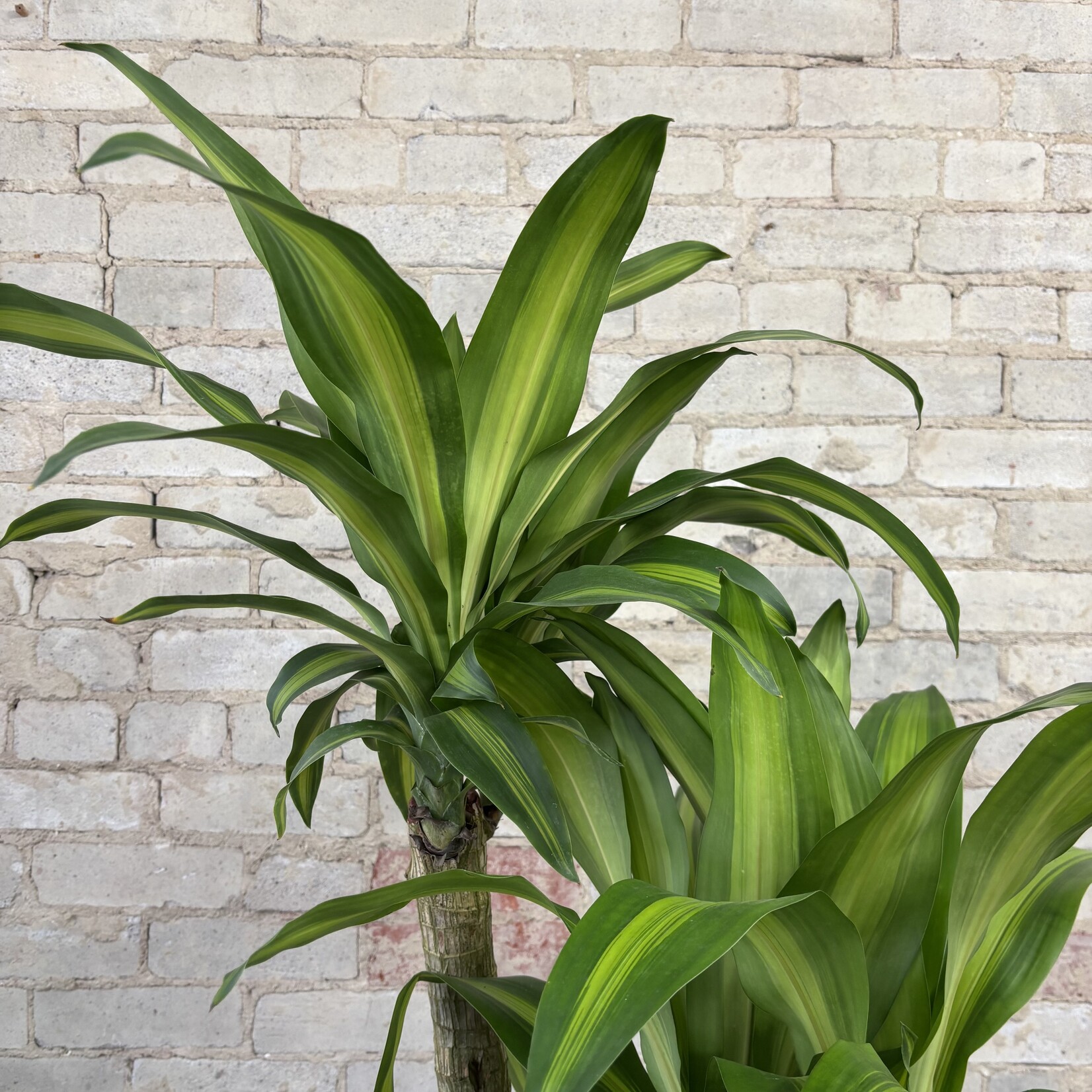 Dracaena Mass Cane / Fragrans 12"