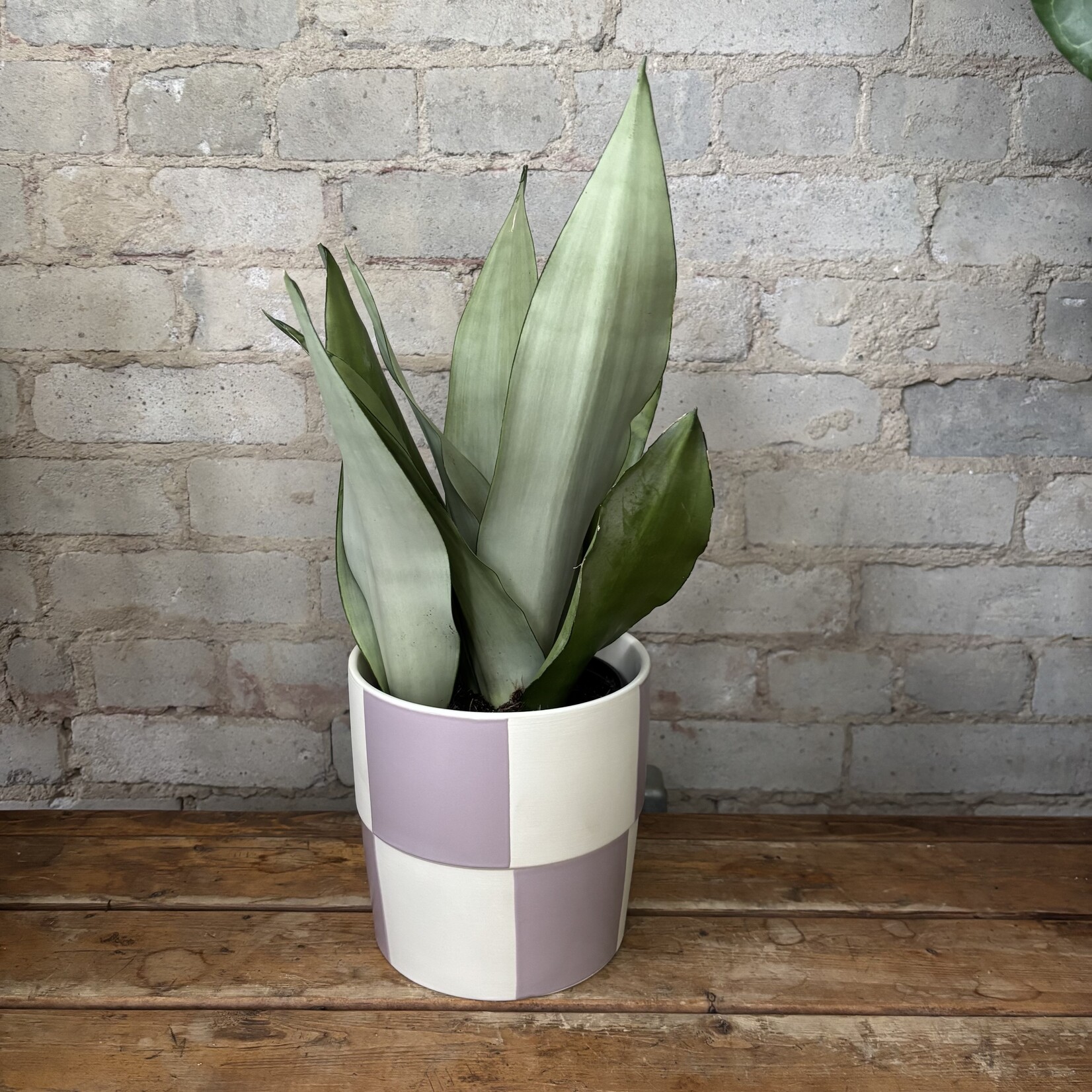 Sansevieria Moonshine 6"