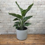 Strelitzia Nicolai White Bird of Paradise 10"