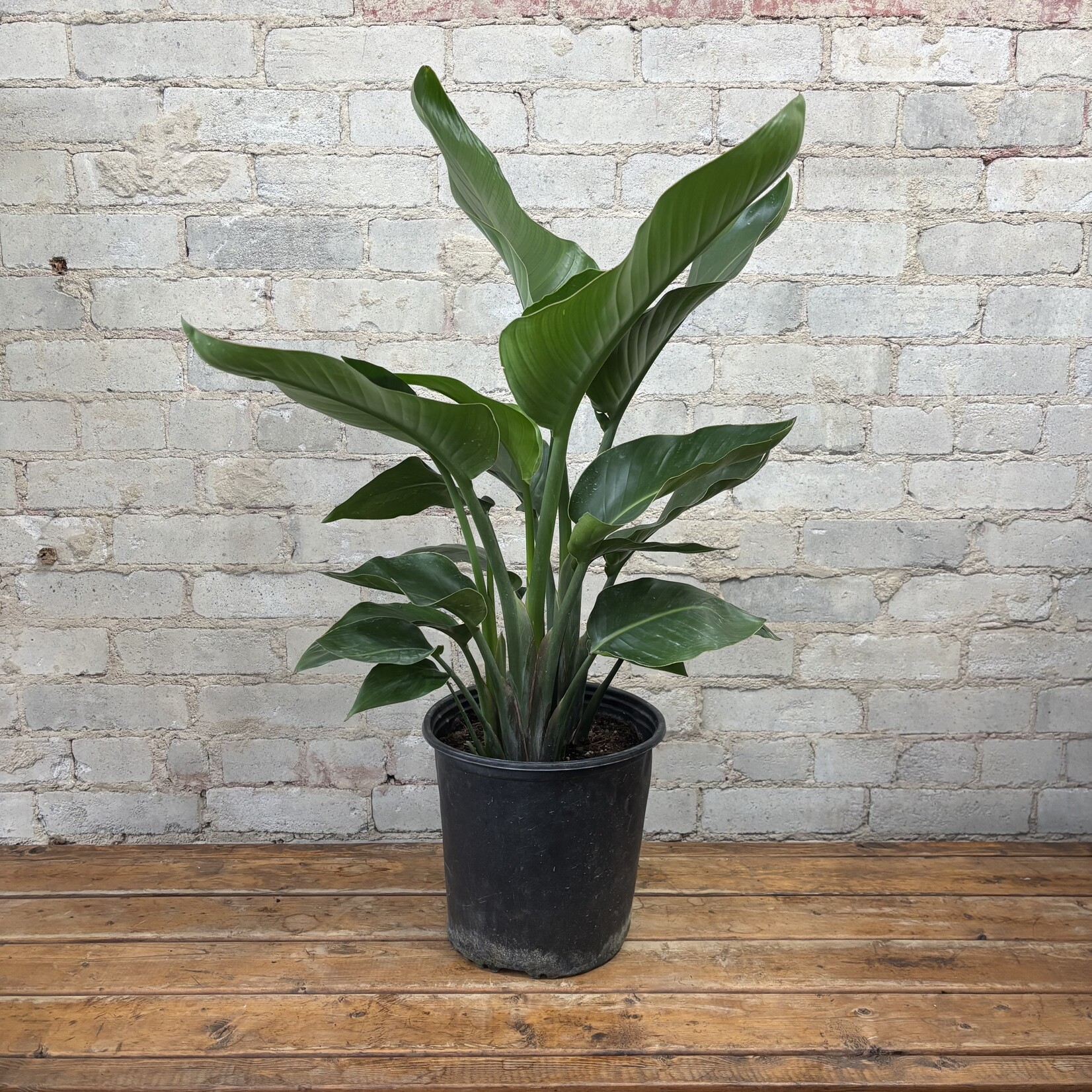 Strelitzia Nicolai White Bird of Paradise 10"