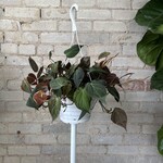 Philodendron Micans 8" HB