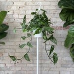 Monstera Adansonii 8" HB