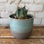 Mexican Candy Barrel Cactus 3.5"