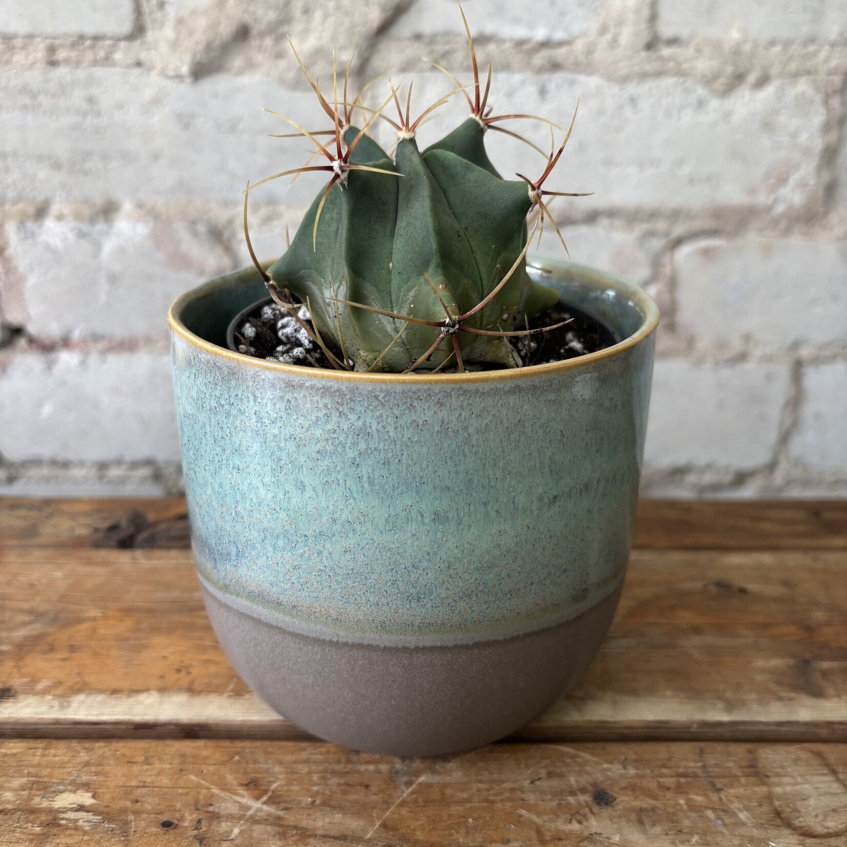 Mexican Candy Barrel Cactus 3.5"