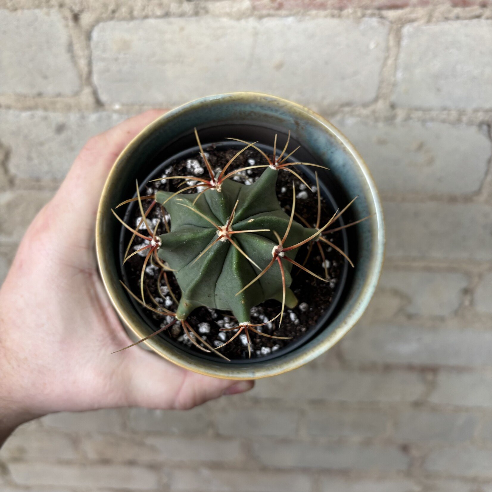 Mexican Candy Barrel Cactus 3.5"