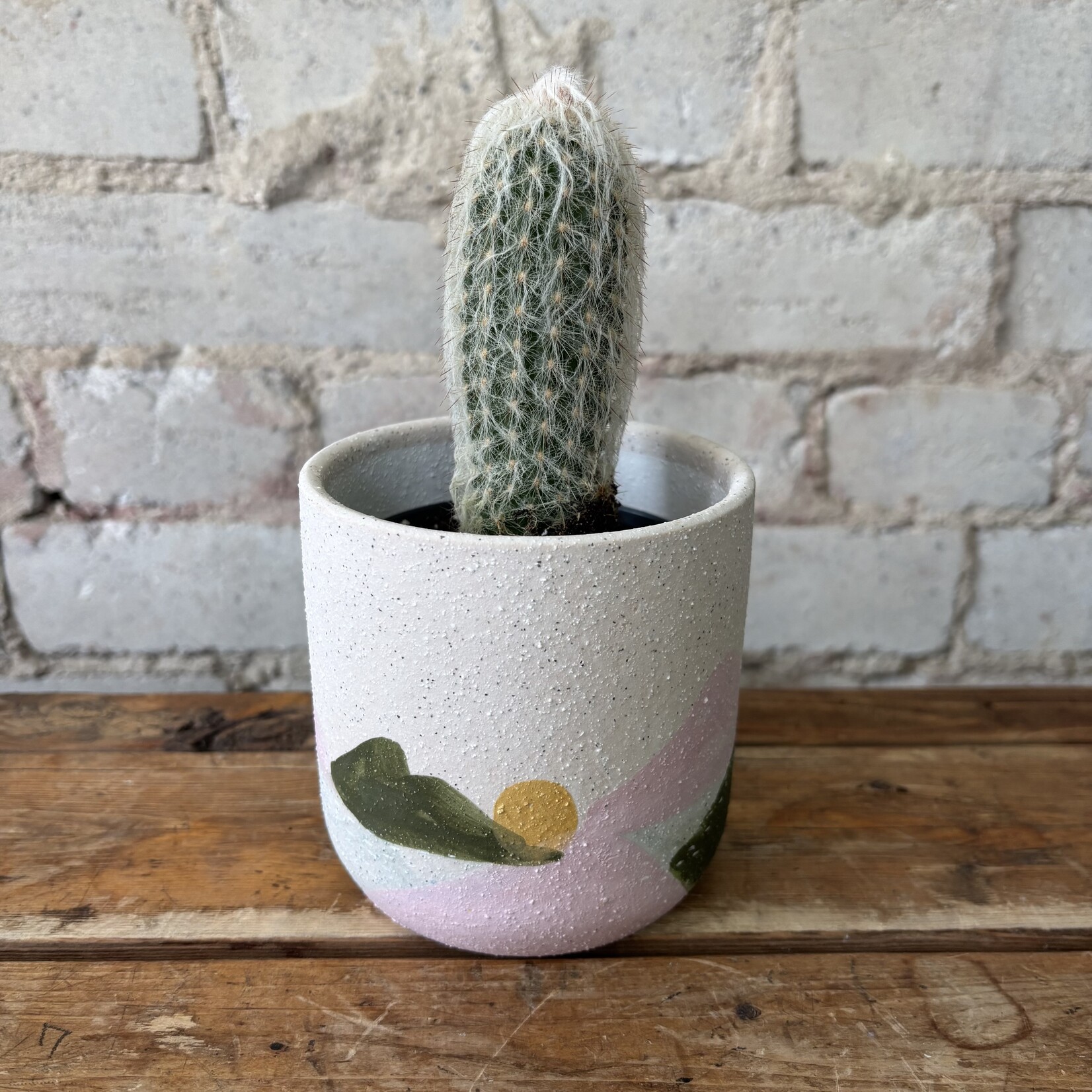 Old Man of the Andes Cactus 3.5"