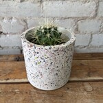 Golden Barrel Cactus 3.5"