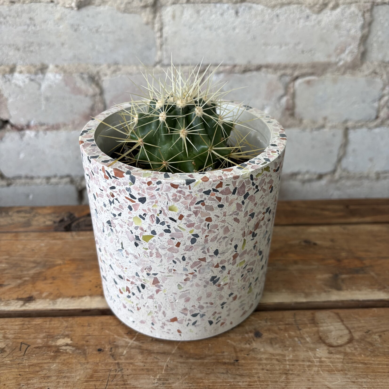 Golden Barrel Cactus 3.5"