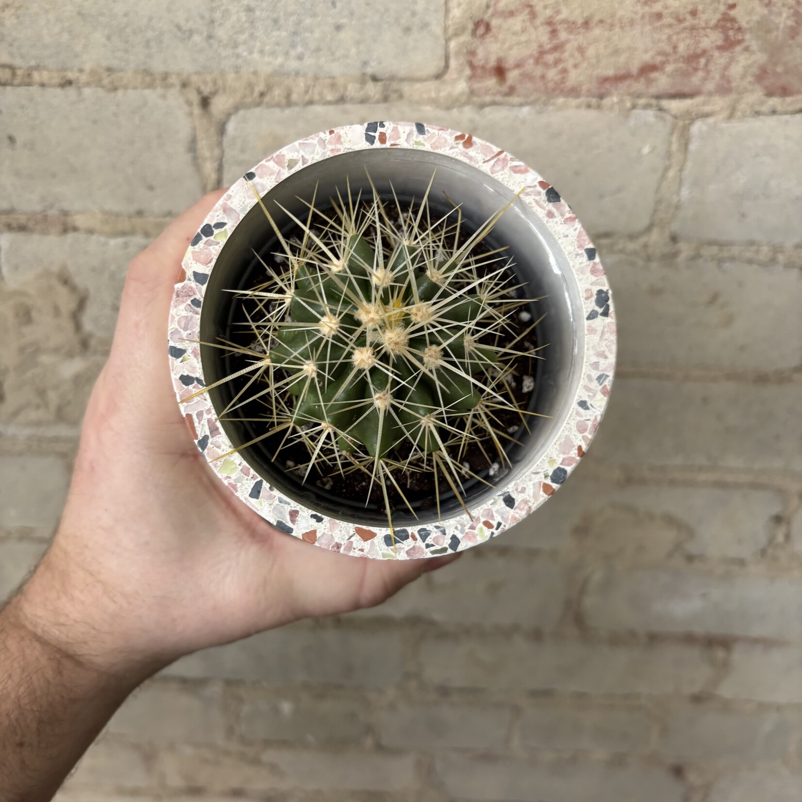 Golden Barrel Cactus 3.5"
