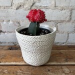 Red Moon Cactus 3.5"