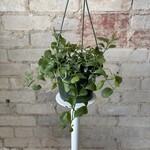 Dischidia Nummularia 'String of Nickels' $35