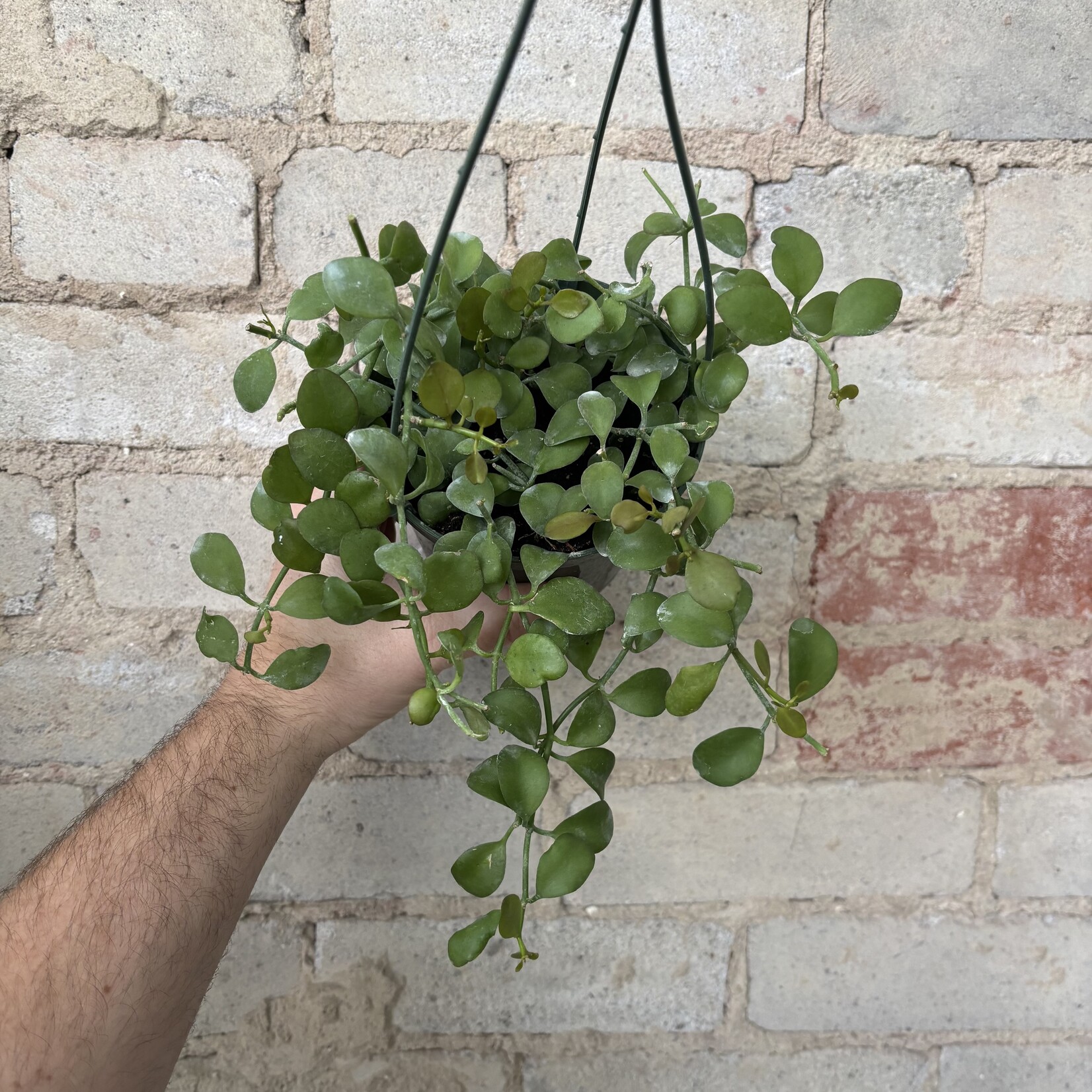 Dischidia Nummularia 'String of Nickels' $35