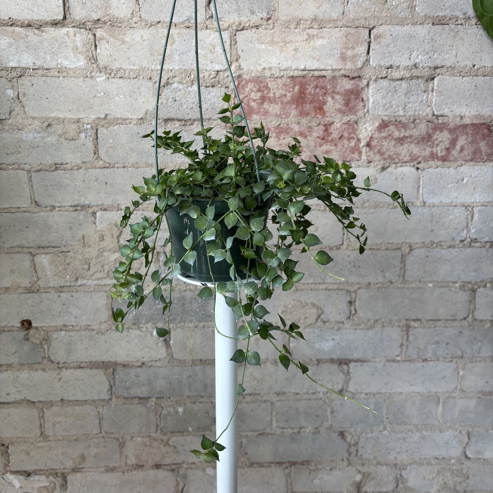 Dischidia Ruscifolia 'Million Hearts' 5"