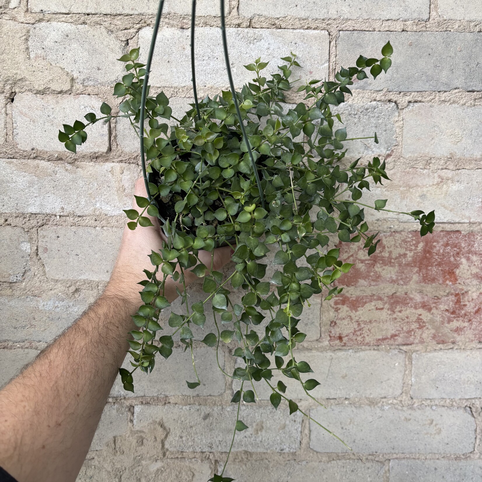 Dischidia Ruscifolia 'Million Hearts' 5"