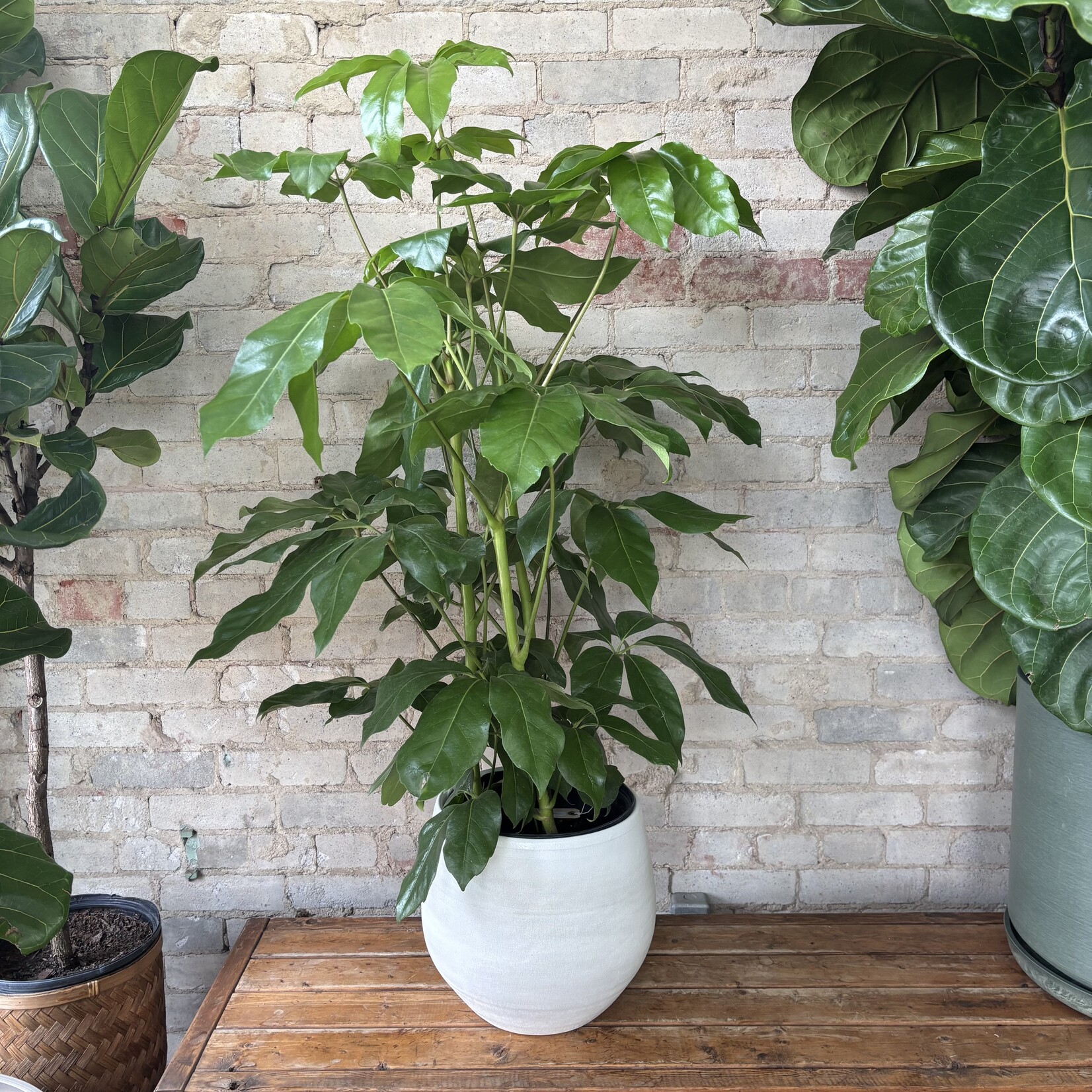 Schefflera Amate 10"