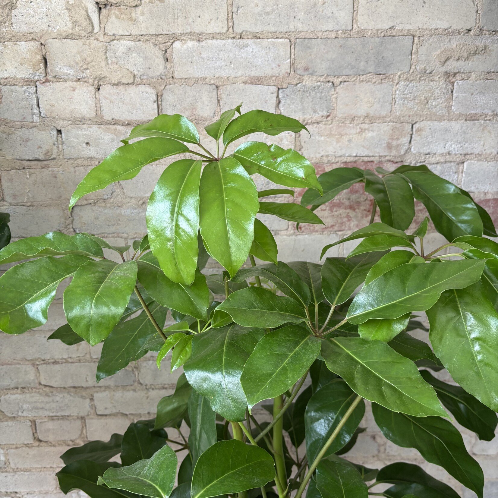 Schefflera Amate 10"