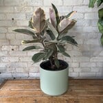 Ficus Elastica Tineke 10"