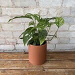 Monstera Adansonii 5"