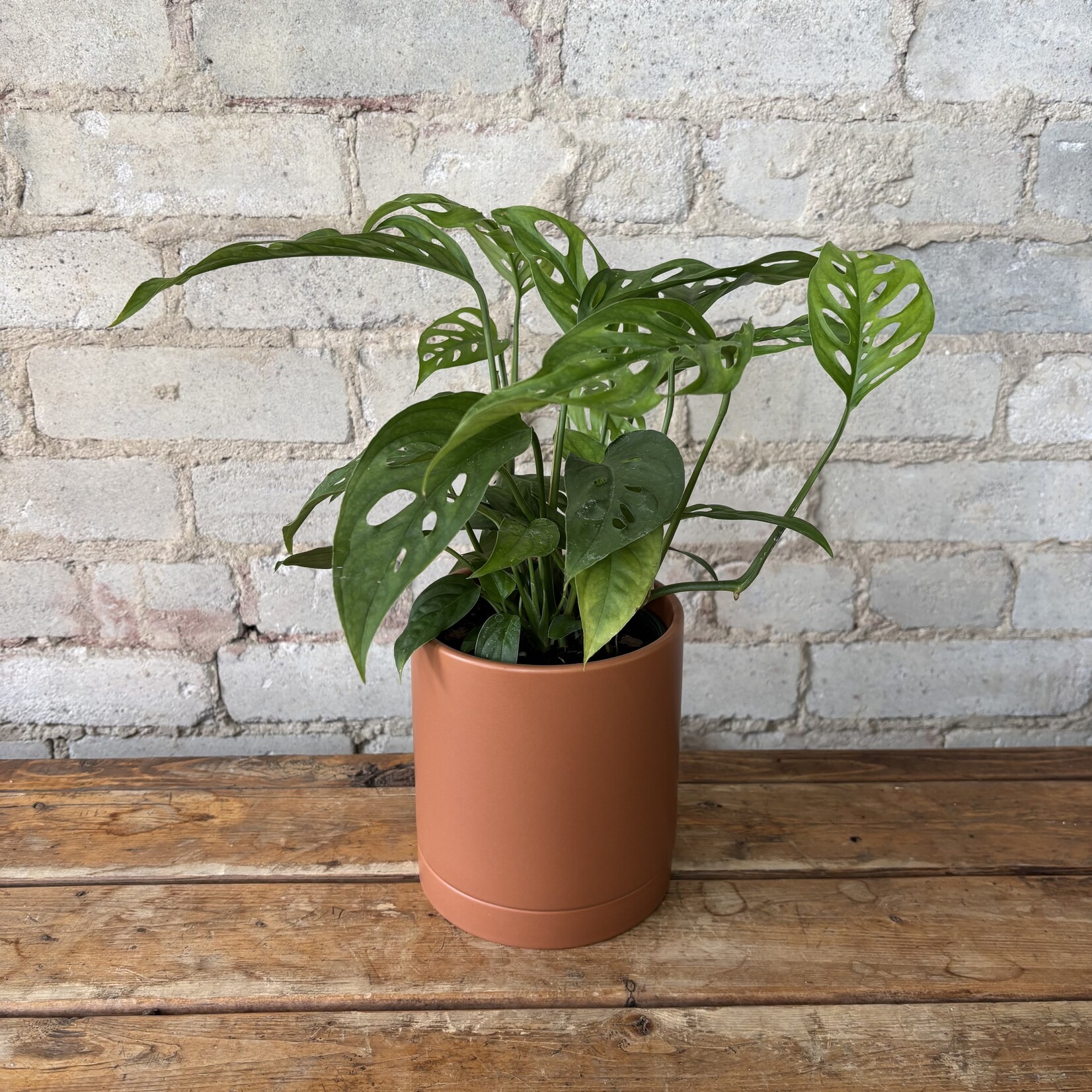 Monstera Adansonii 5"