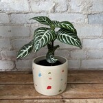 Aphelandra 'Zebra Plant' 4"