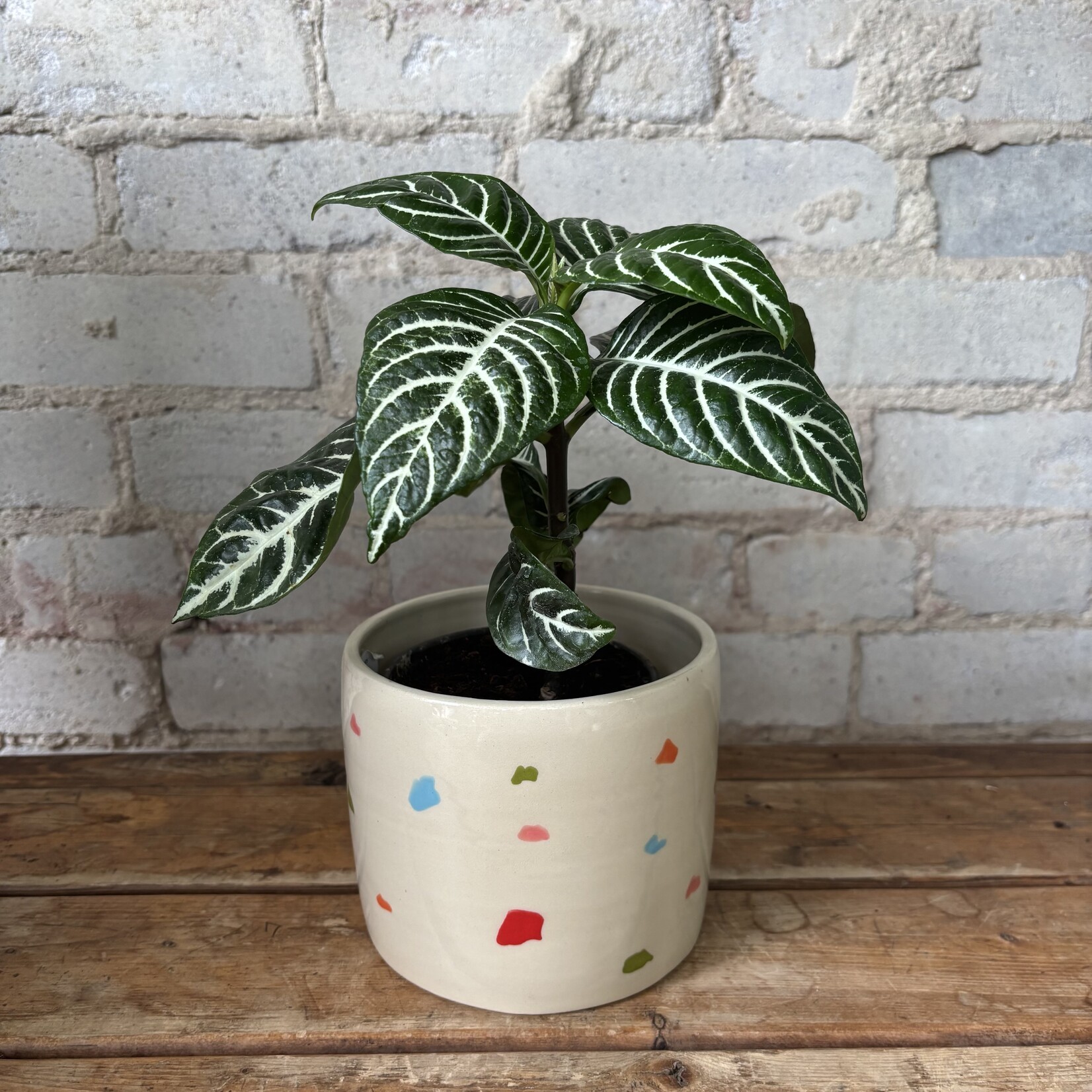 Aphelandra 'Zebra Plant' 4"