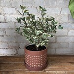 Ficus Triangularis 6"