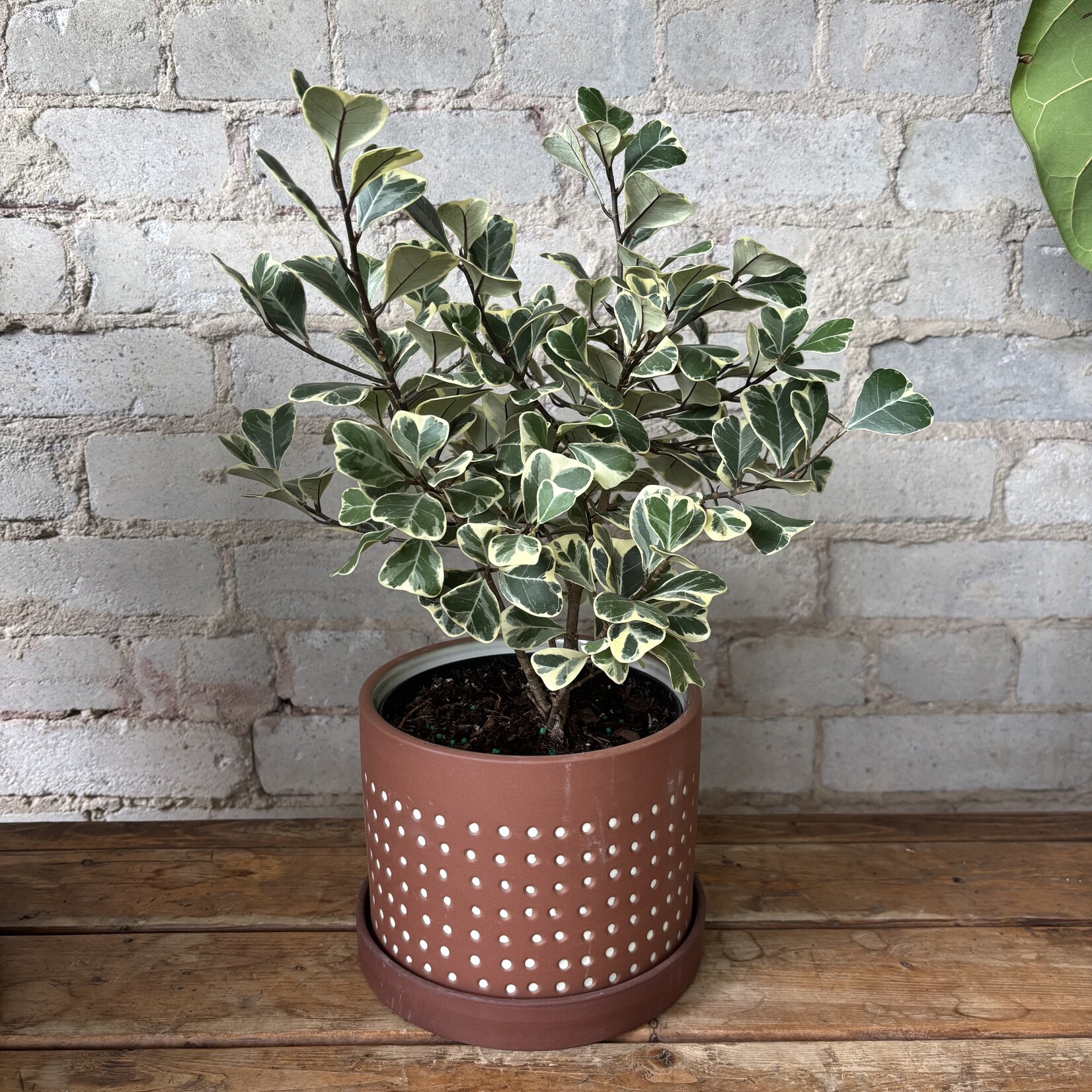 Ficus Triangularis 6"