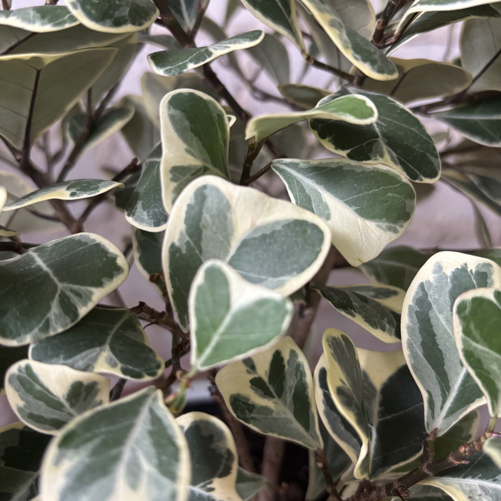 Ficus Triangularis 6"