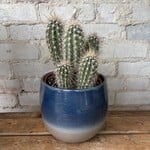 Mexican Giant Cardon Cactus (Pachycereus pringlei) 6"