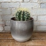 Golden Barrel Cactus 6"