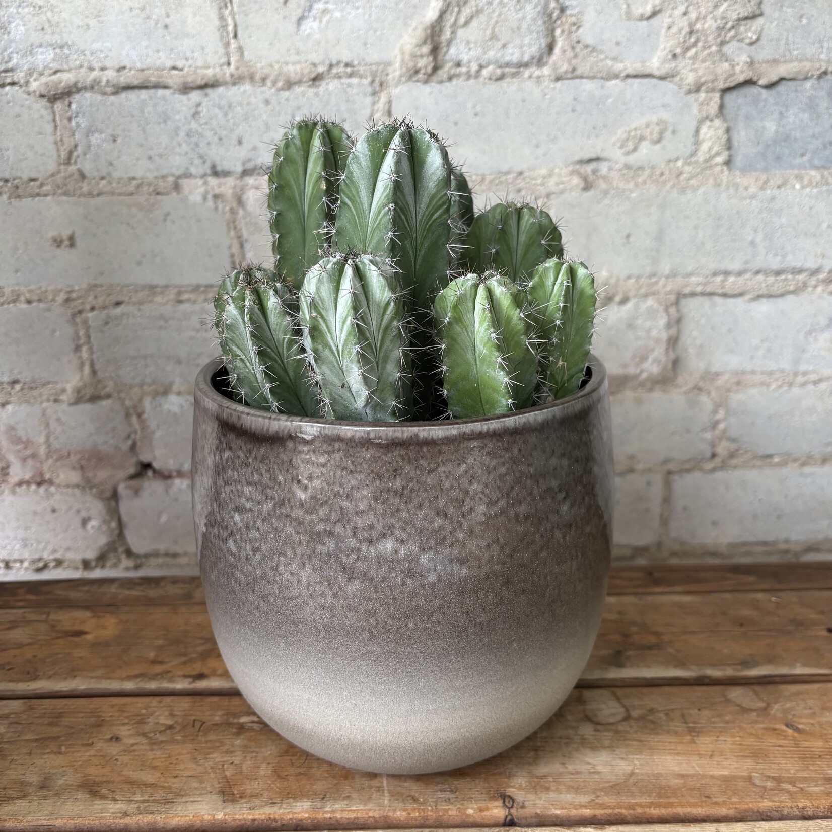Mexican Pipe Organ Cactus (Stenocereus griseus) 6"