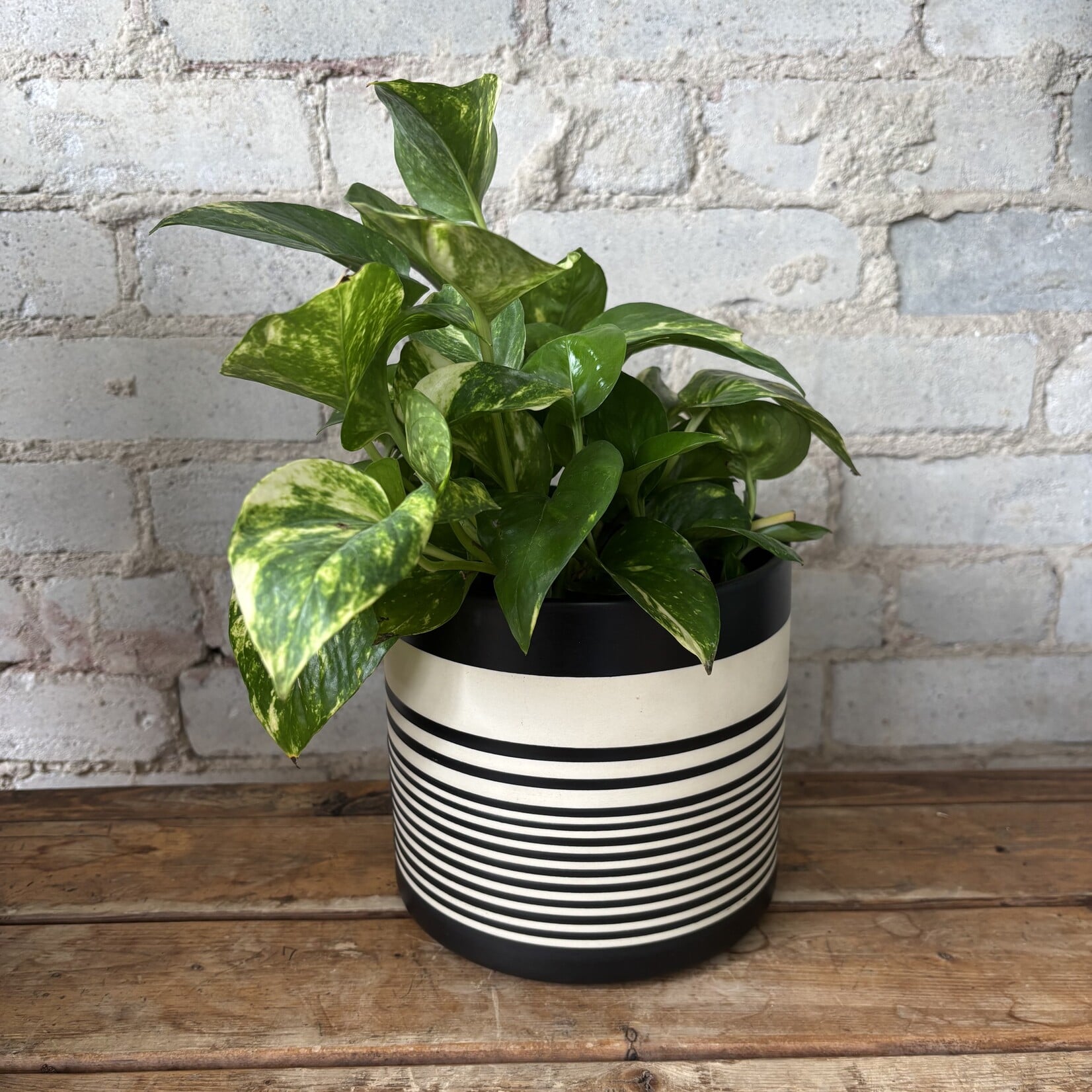 Golden Pothos 6"