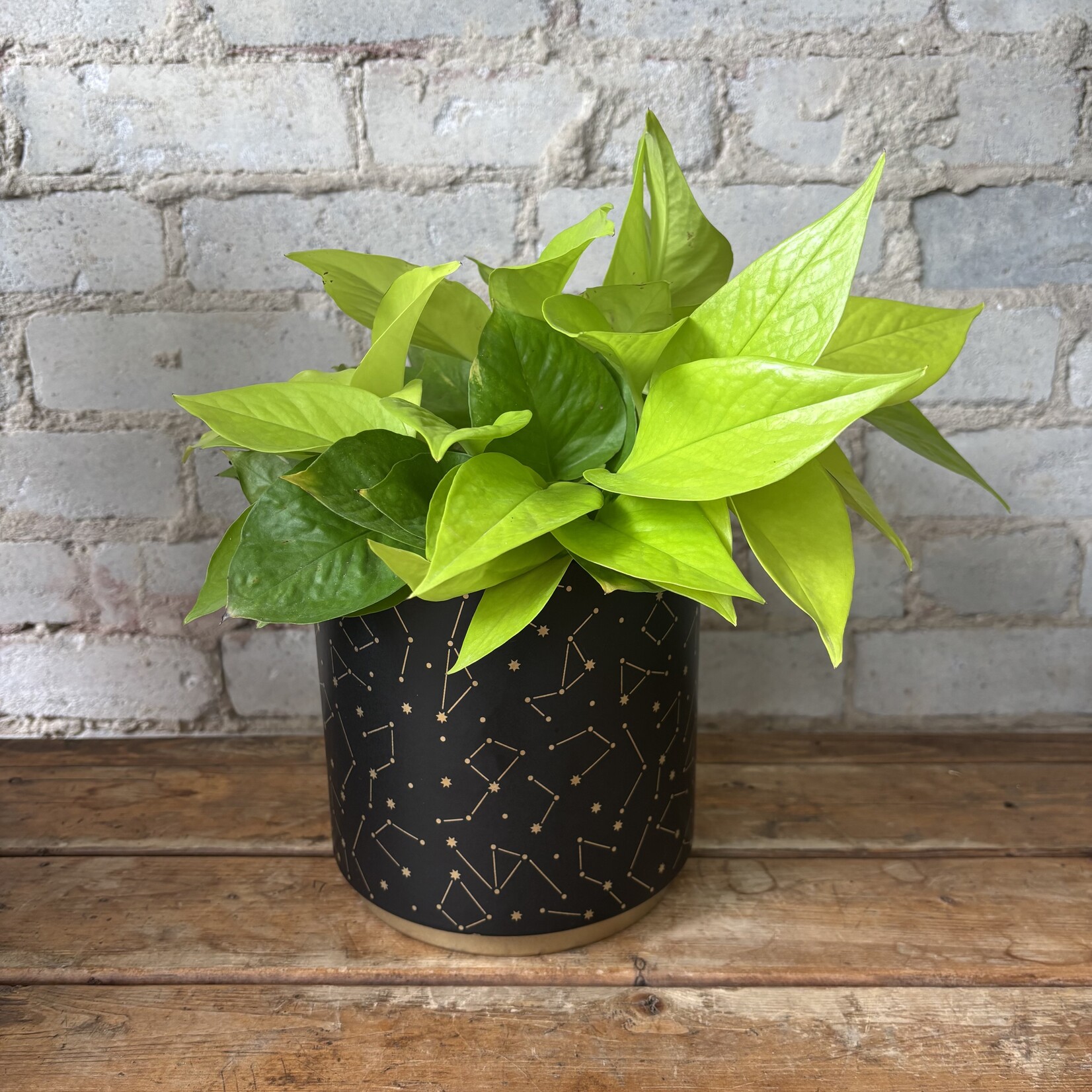 Neon Pothos 6"