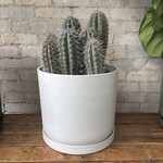 Mexican Giant Cardon Cactus  (Pachycereus pringlei) 10"