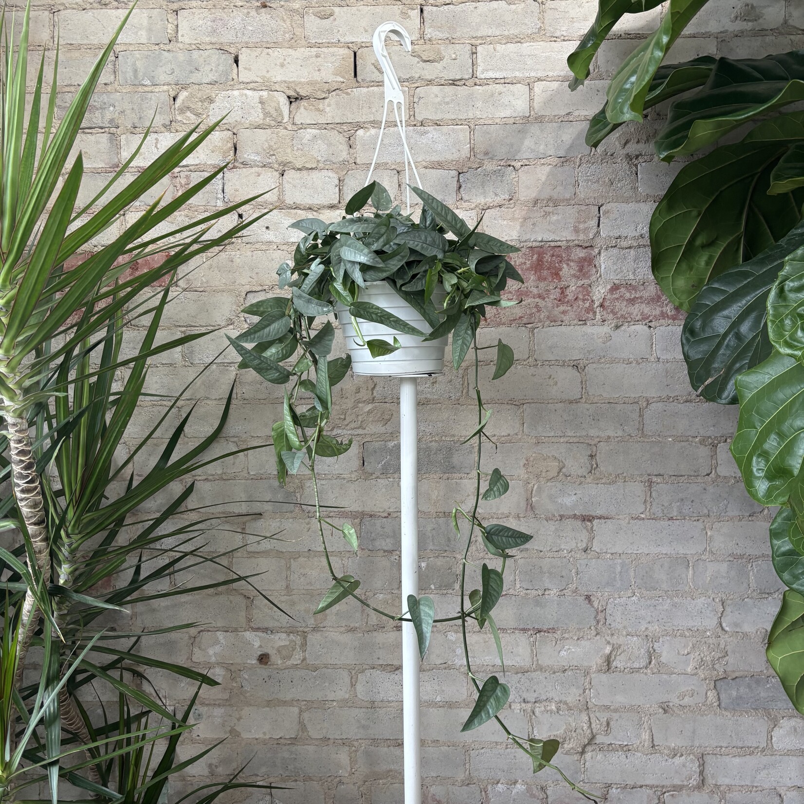 Cebu Blue Pothos 8" HB