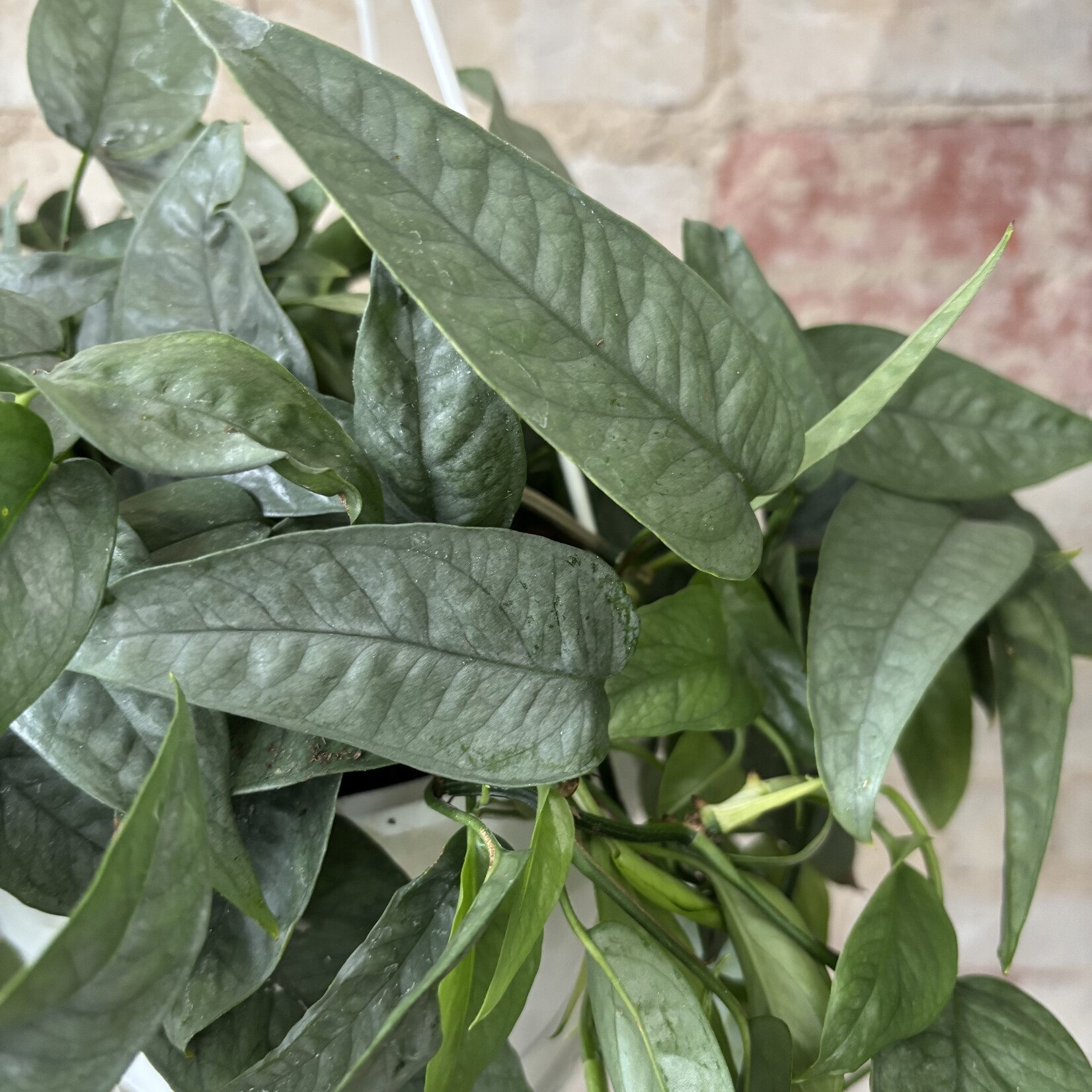 Cebu Blue Pothos 8" HB