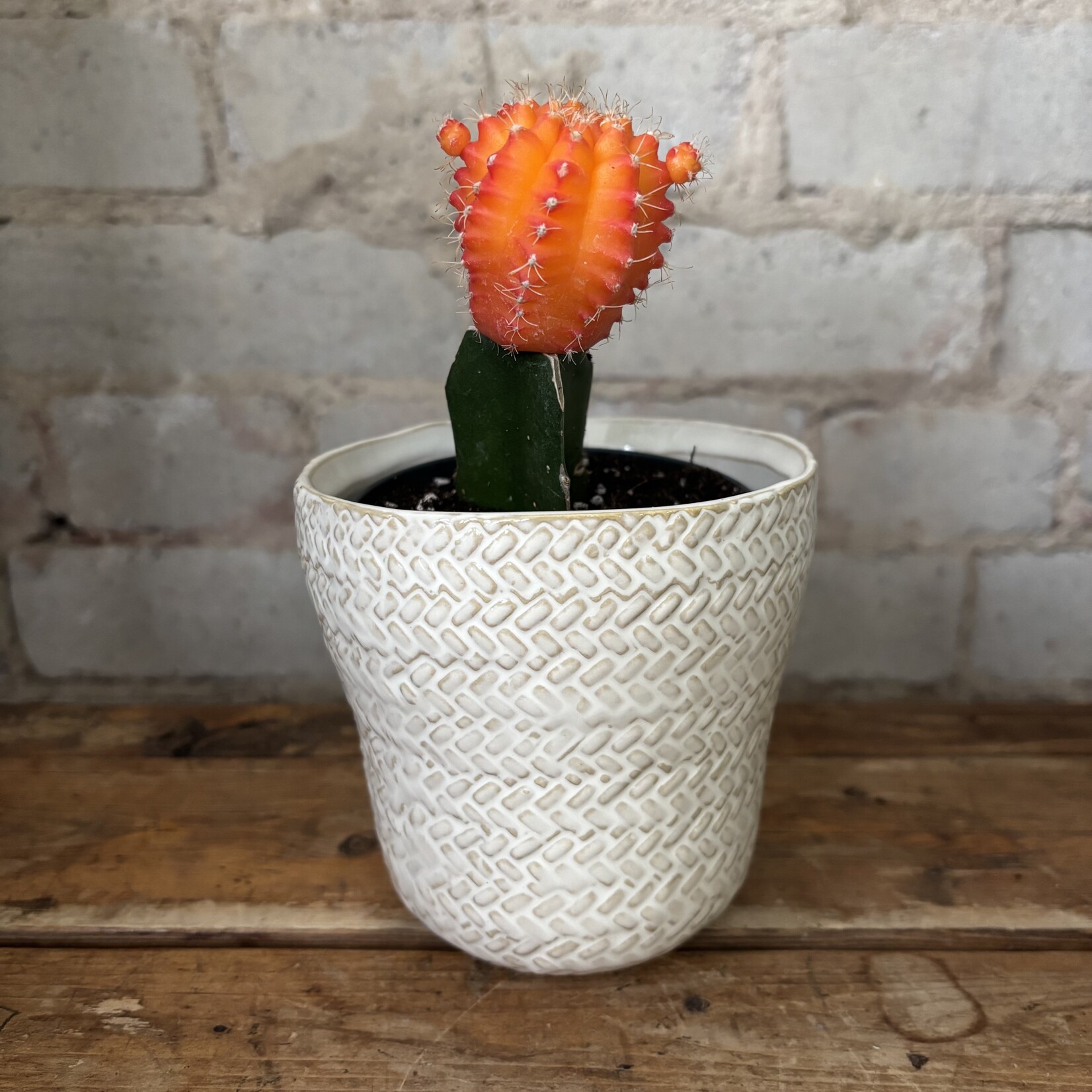 Orange Moon Cactus 3.5"