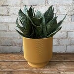 Sansevieria Star Power 6"