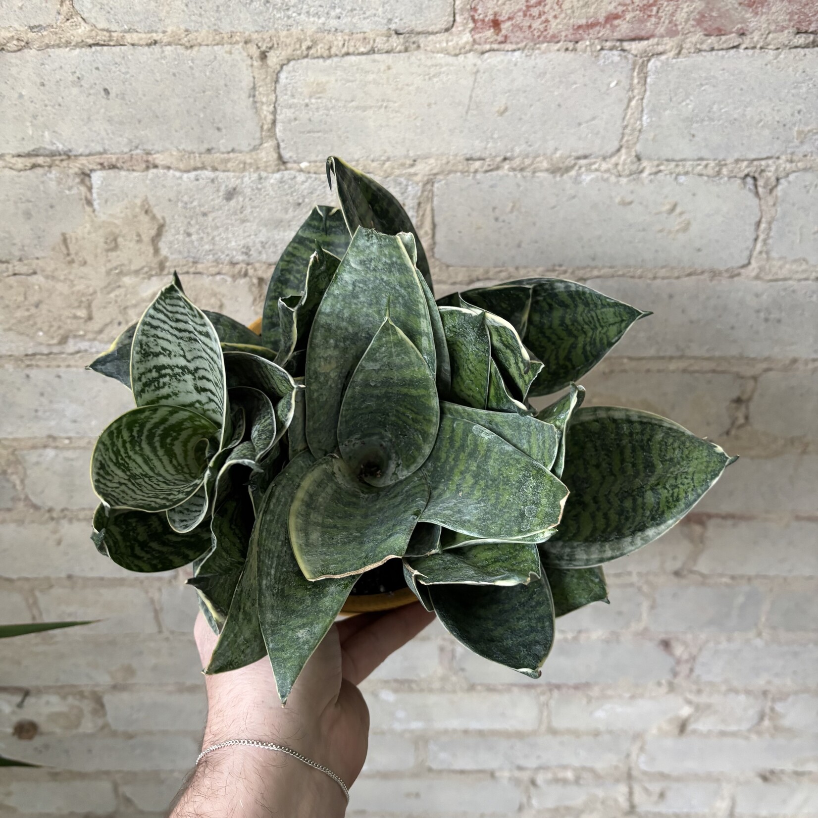 Sansevieria Star Power 6"