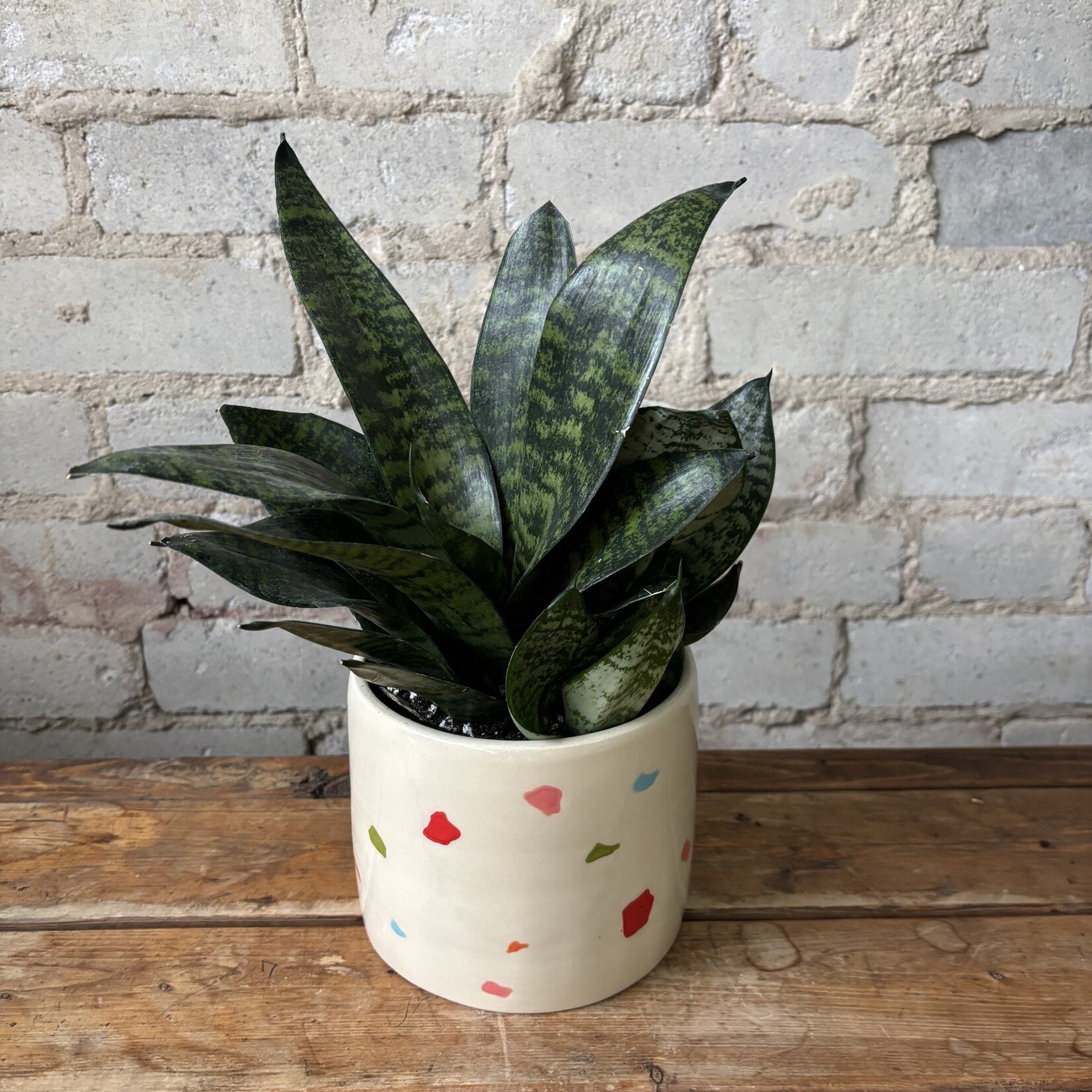 Sansevieria Star Power 5"