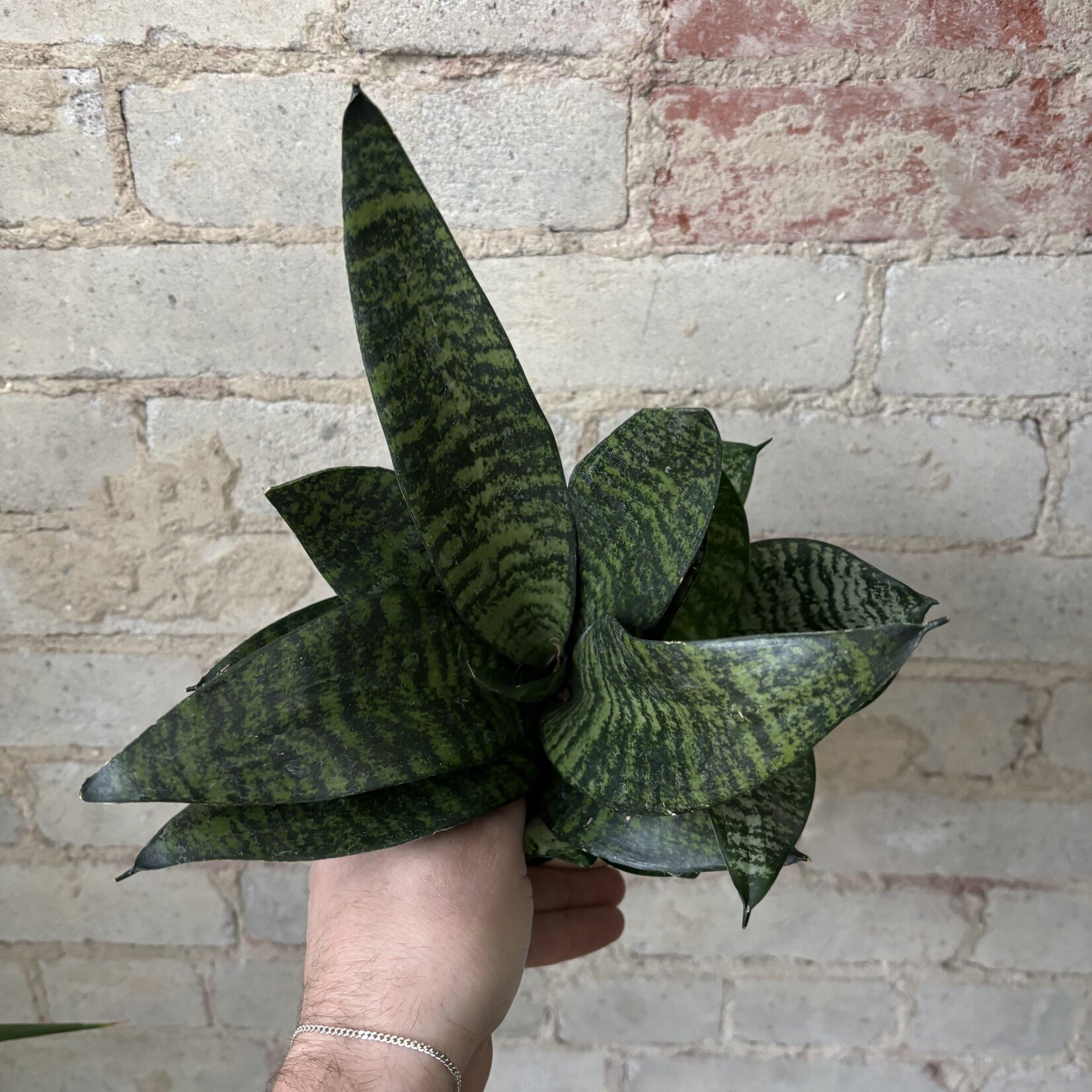 Sansevieria Star Power 5"