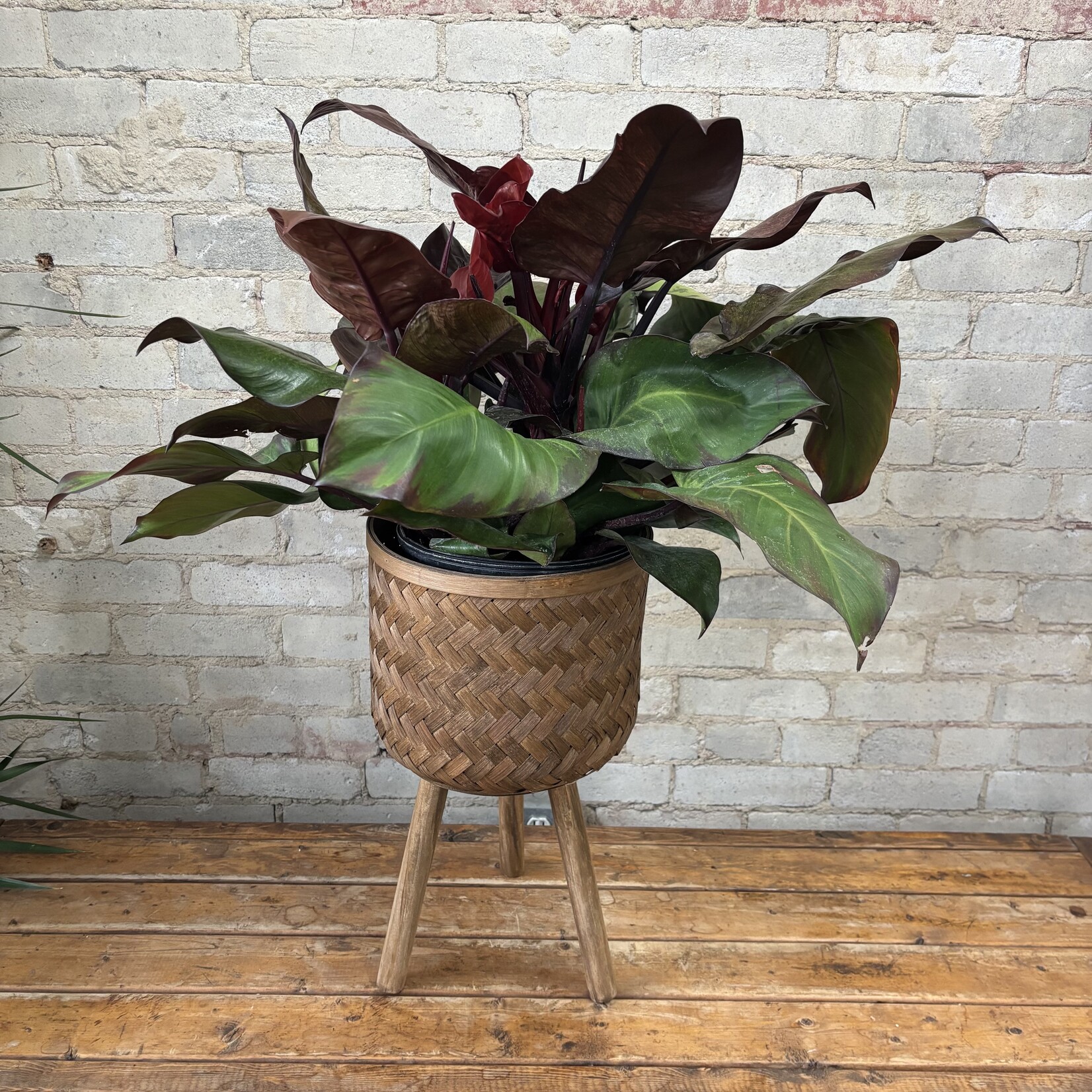 Philodendron McColley's Finale 8"