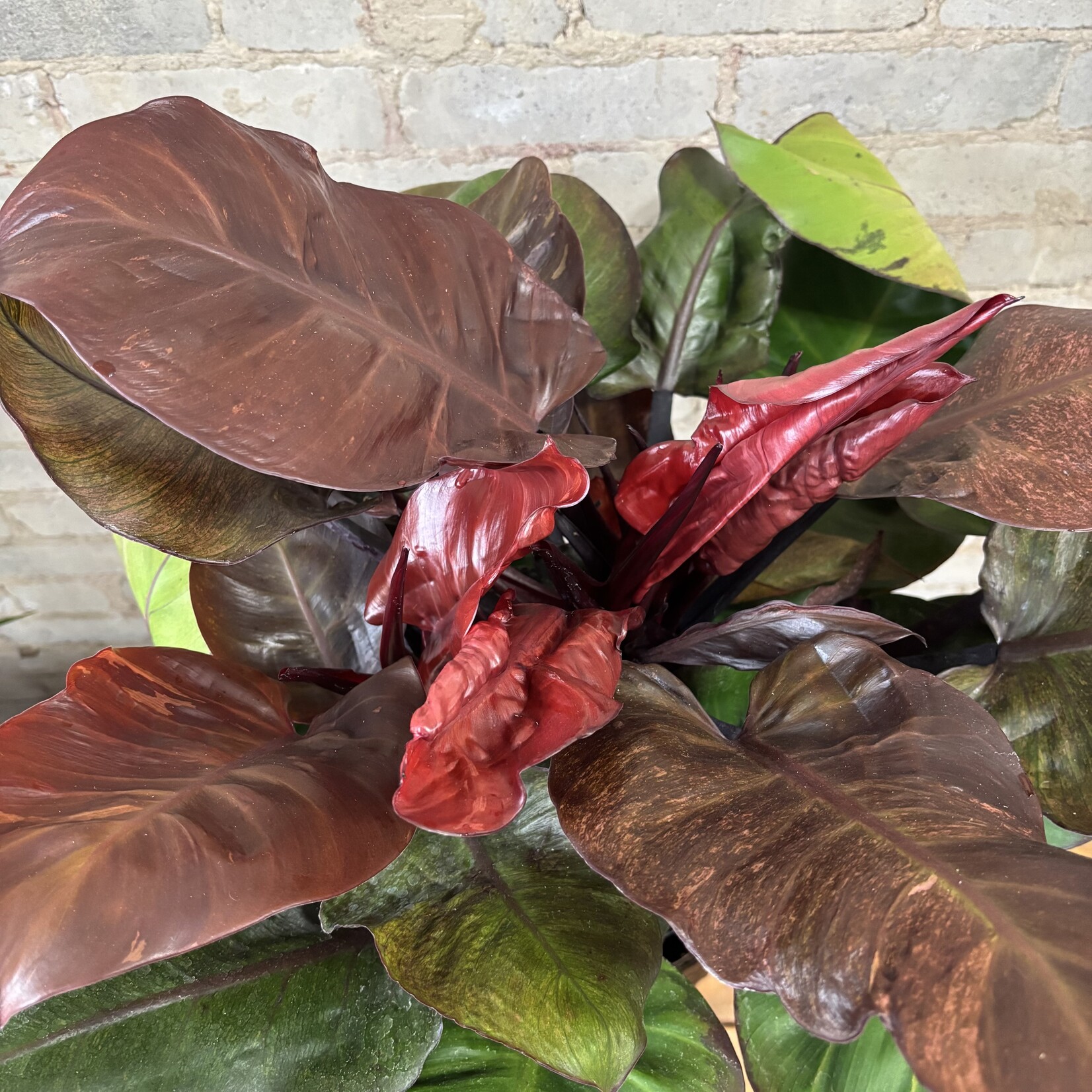 Philodendron McColley's Finale 8"