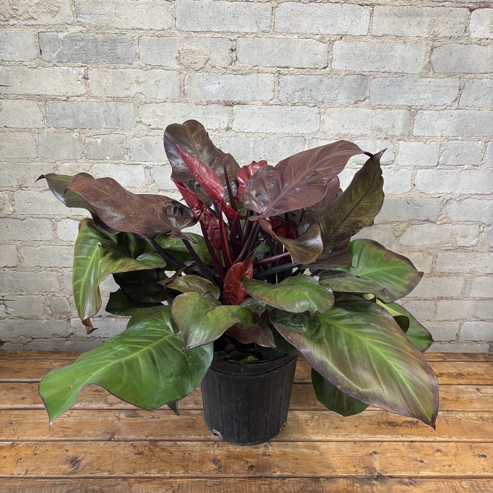 Philodendron McColley's Finale 8"