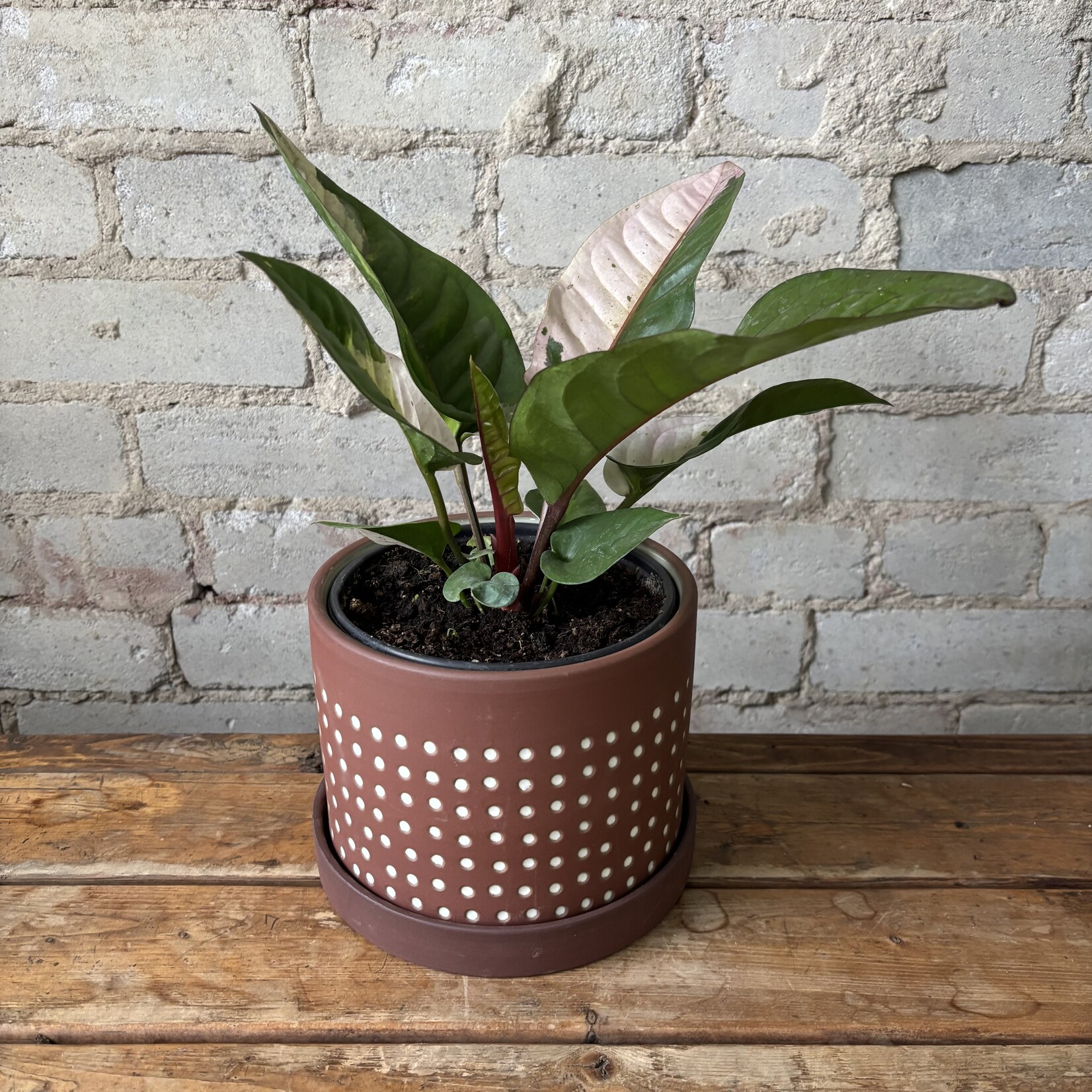 Anthurium Hookeri Variegated 6"