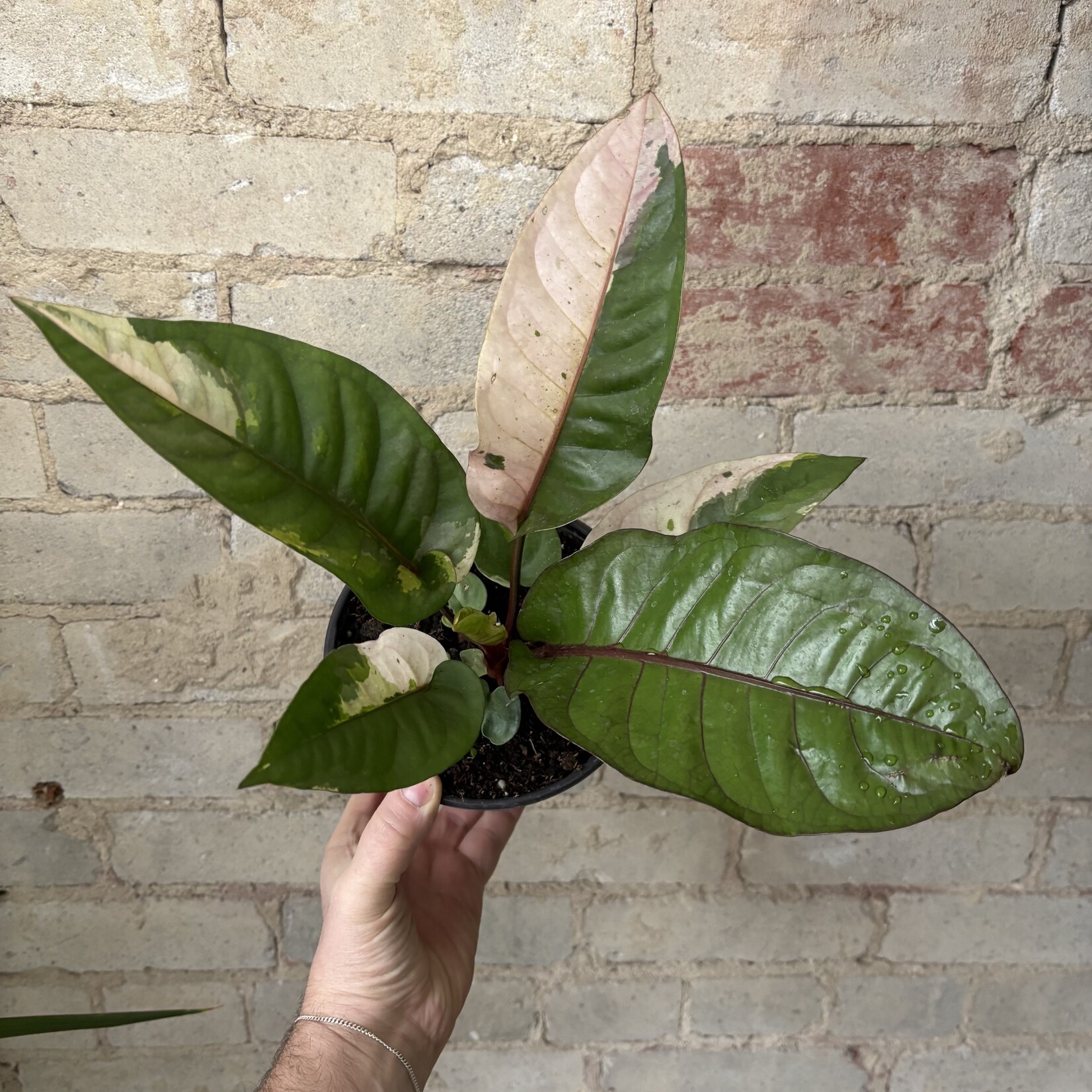 Anthurium Hookeri Variegated 6"