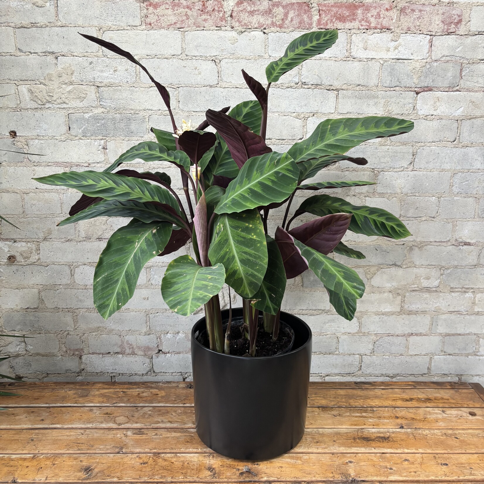Calathea Tigrina 10"