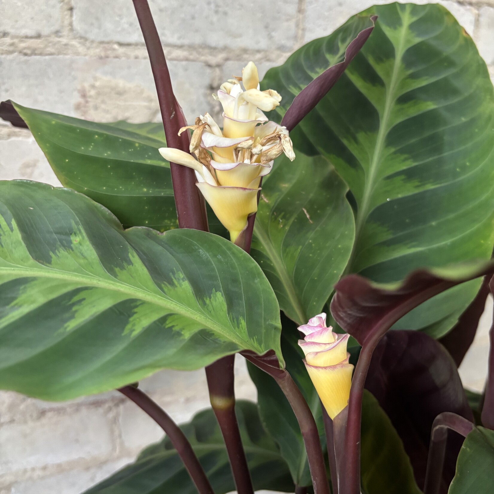 Calathea Tigrina 10"